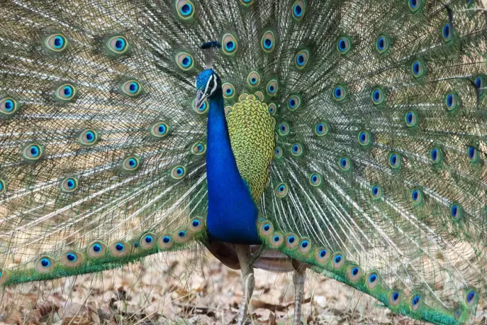 Framed Print : India, Madhya Pradesh, Kanha National Park. An male Indian peafowl displays his brilliant
