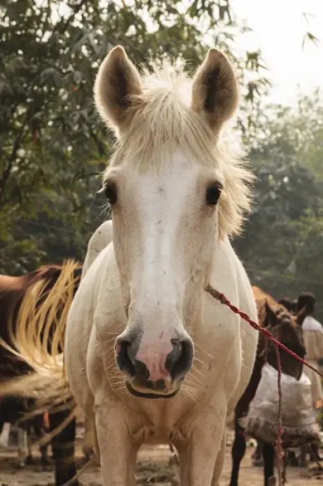 Framed Print : India, Odisha, Subarnapur District, Sonapur, White horse at Sonepur Cattle Fair Framed Print : India, Odisha, Subarnapur District, Sonapur, White horse at Sonepur Cattle Fair