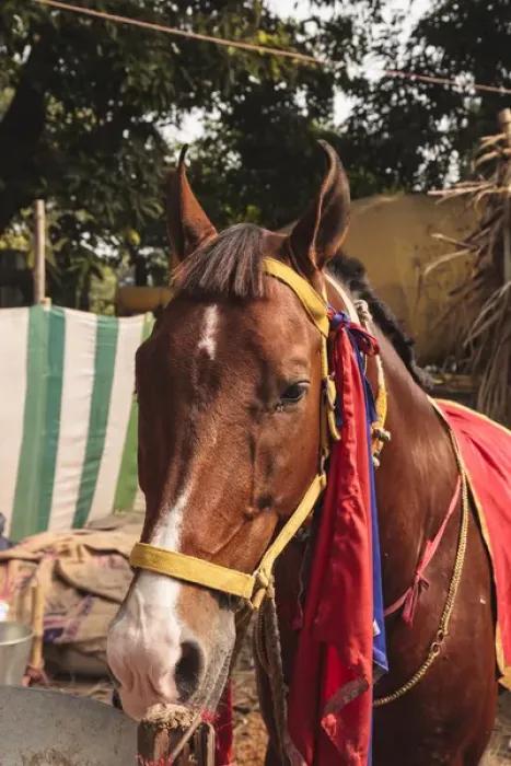 Framed Print : India, Odisha, Subarnapur District, Subarnapur, Horse with bridle at fair at Sonepur Framed Print : India, Odisha, Subarnapur District, Subarnapur, Horse with bridle at fair at Sonepur