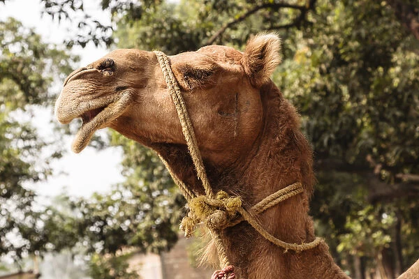 India, Odisha, Subarnapur District, Sonepur, Camel with bridle at Sonepur Cattle Fair