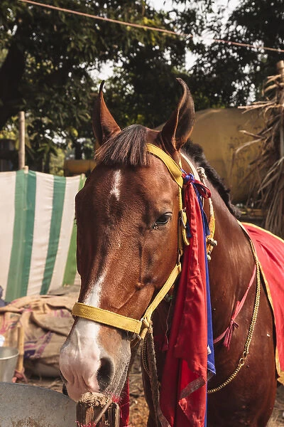India, Odisha, Subarnapur District, Subarnapur, Horse with bridle at fair at Sonepur