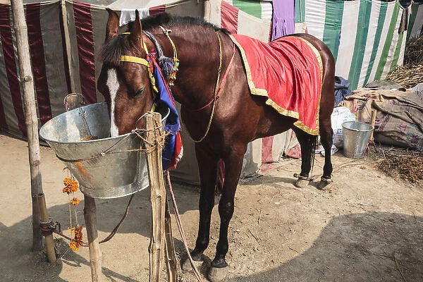 India, Odisha, Subarnapur District, Subarnapur, Horse eating from bucket at Sonepur