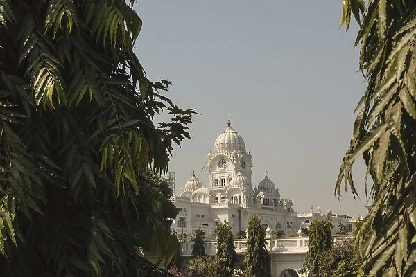 India, Punjab, Amritsar. View of Golden Temple through Ashoka trees