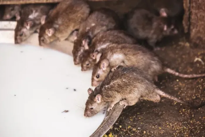 Framed Print : India, Rajasthan, Bikaner, Rats at Karni Mata Temple Framed Print : India, Rajasthan, Bikaner, Rats at Karni Mata Temple