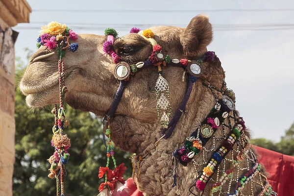 India, Rajasthan, Jaisalmer. Camel decorated in traditional Rjasthani style