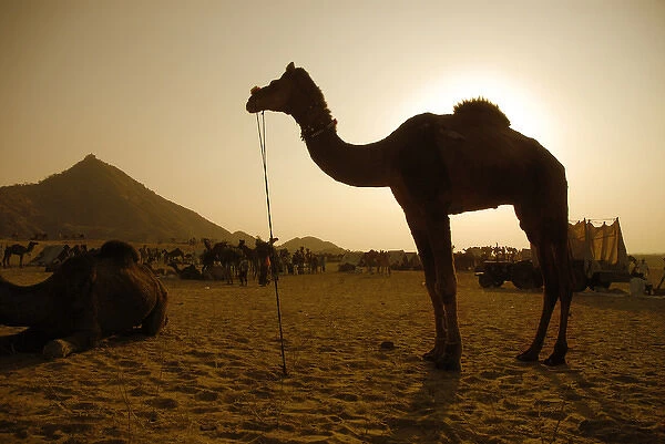India; Rajasthan; Pushkar. During the annual Pushkar Camel Festival tens of thousands