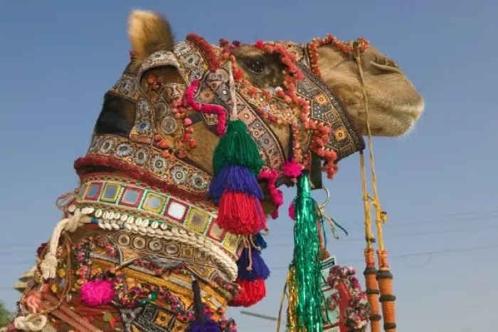 Framed Print : INDIA, Rajasthan, Pushkar: PUSHKAR CAMEL FAIR, 1st Place Winning Camel at the Camel FAIR Framed Print : INDIA, Rajasthan, Pushkar: PUSHKAR CAMEL FAIR, 1st Place Winning Camel at the Camel FAIR