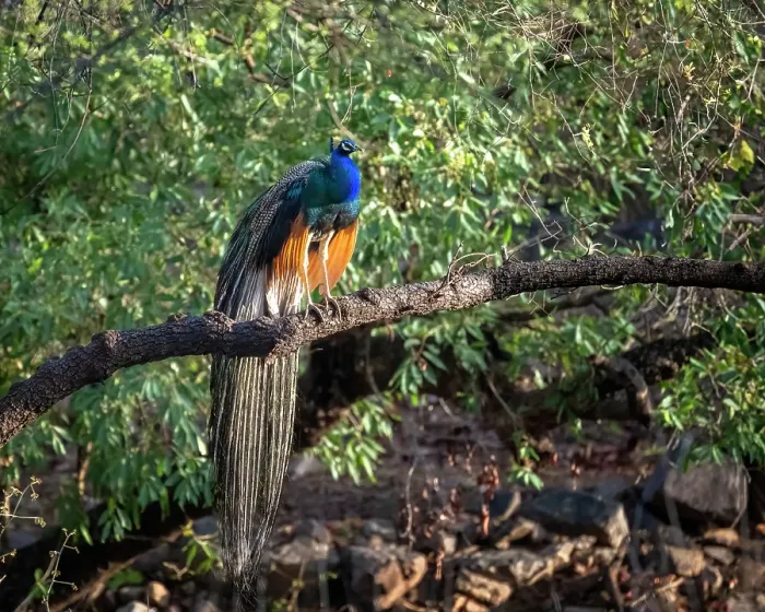 Framed Print : India, Rajasthan. Ranthambore National Park. Male peafowl or peacock in morning sunlight perched on a branch