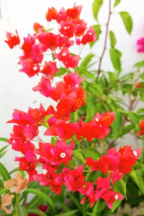 Framed Print : India, State of Gujarat, Bhuj. Bougainvillea. Paper Plant. Caryophyllales, Nyctaginaceae, Bougainvillea glabra