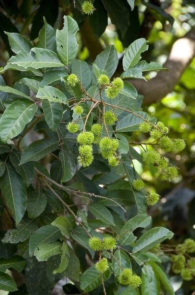 India, state of Karnataka, Mangalore. Soans Farm, unripe rombutan (Nephelium lappaceum)