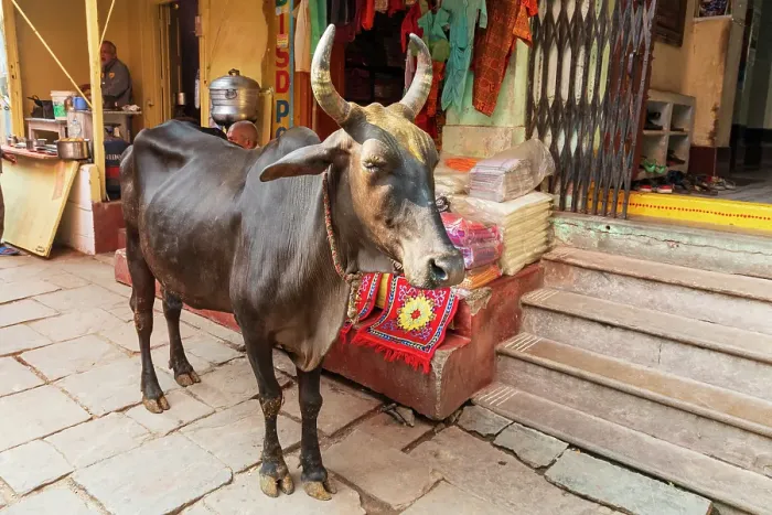 Framed Print : India, Uttar Pradesh, Varanasi, Bangali Tola. Cow in the street Framed Print : India, Uttar Pradesh, Varanasi, Bangali Tola. Cow in the street