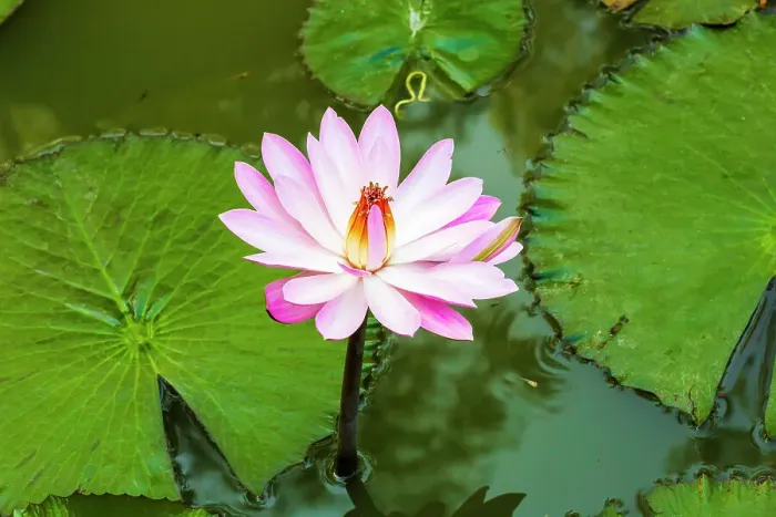 Framed Print : India. Water lily. Genus nymphaea Framed Print : India. Water lily. Genus nymphaea