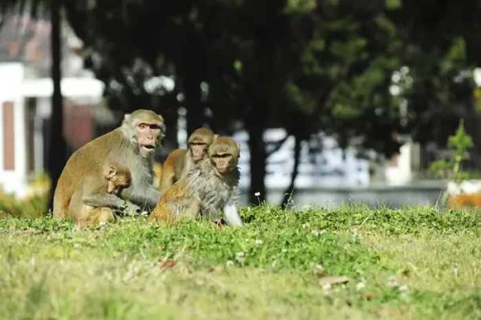 Framed Print : India, West Bengal, Darjeeling, monkey playing on lawn Framed Print : India, West Bengal, Darjeeling, monkey playing on lawn