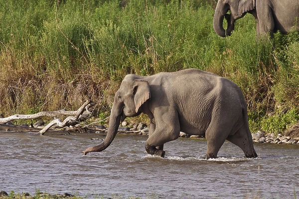 Indian  /  Asian Elephant, crossing the river Ramganga, Corbett National Park, India