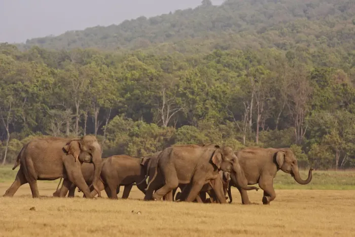 Framed Print : Indian / Asian Elephant herd, on the move, Corbett National Park, India Framed Print : Indian / Asian Elephant herd, on the move, Corbett National Park, India