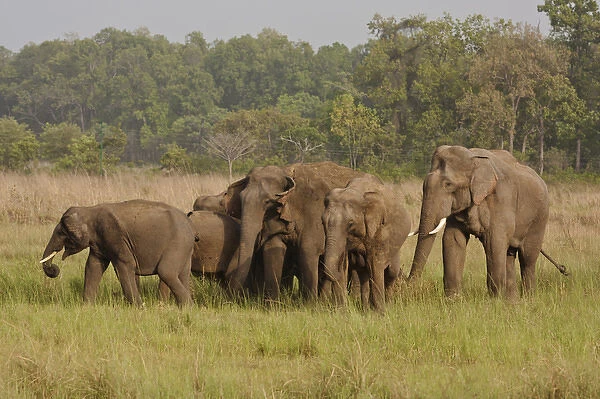 Indian  /  Asian Elephant, herd on the move, Corbett National Park, India