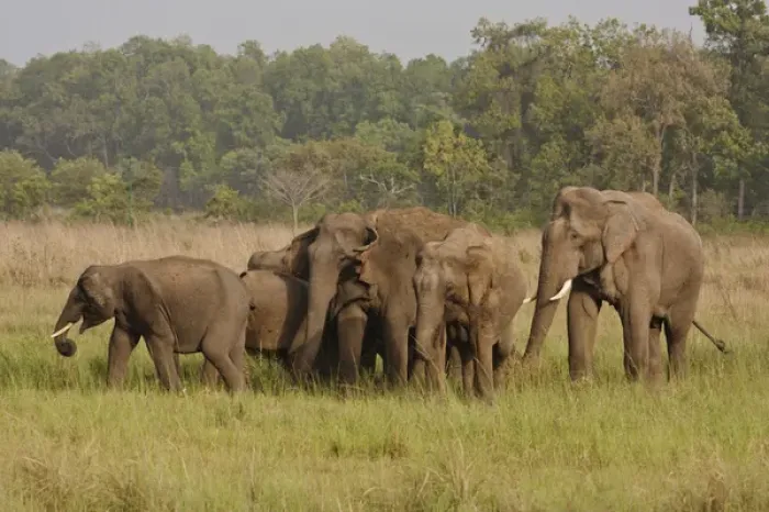 Framed Print : Indian  /  Asian Elephant, herd on the move, Corbett National Park, India