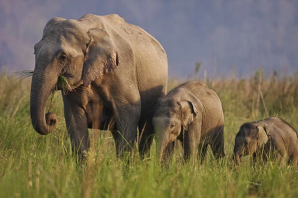 Indian  /  Asian Elephant, mother and calves, Corbett National Park, India