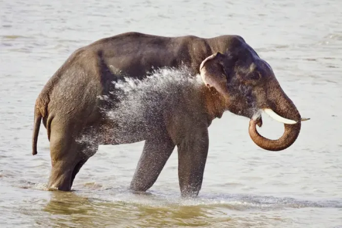Framed Print : Indian  /  Asian Elephant in the river Ramganga, Corbett National Park, India