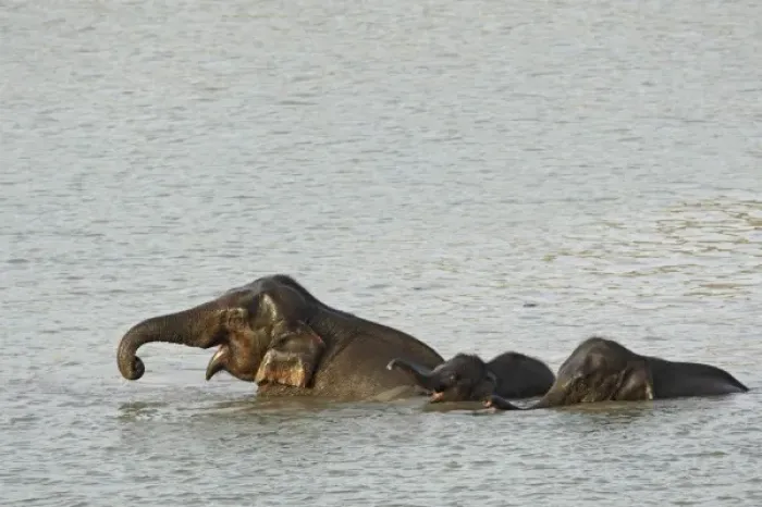 Framed Print : Indian  /  Asian Elephant in the river Ramganga, Corbett National Park, Uttaranchal, India