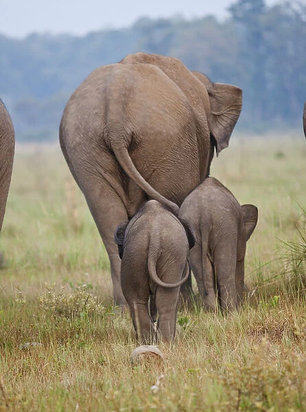 Indian  /  Asian Elephant and young ones, Corbett National Park, India