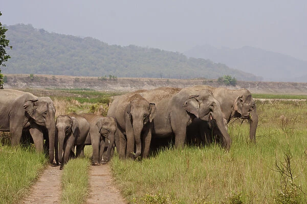 Indian  /  Asian Elephants, Corbett National Park, India