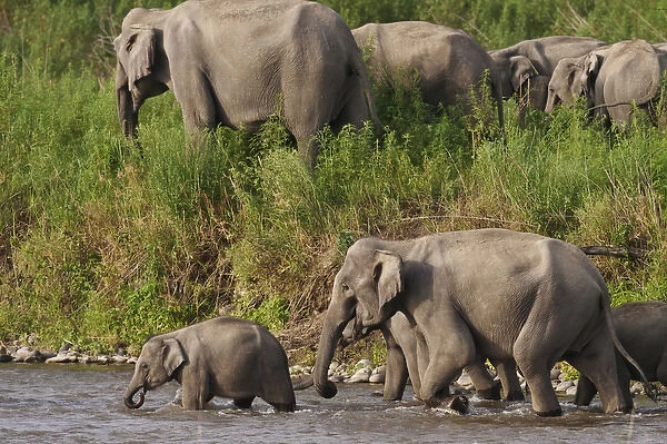 Indian  /  Asian Elephants, crossing the river Ramganga, Corbett National Park, India