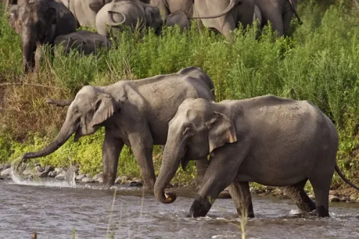 Framed Print : Indian  /  Asian Elephants, crossing the river Ramganga, Corbett National Park, India