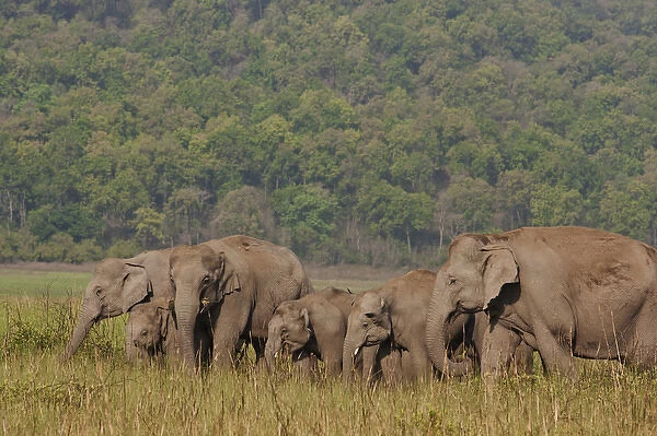 Indian  /  Asian Elephants in the grassland, Corbett National Park, India