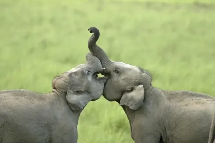 Framed Print : Indian  /  Asian Elephants play fighting; Corbett National Park, Uttaranchal, India