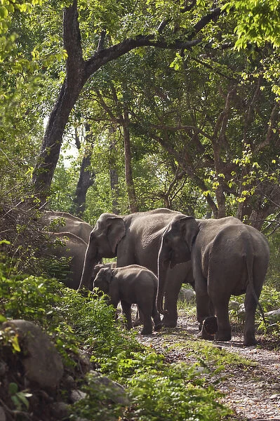 Indian  /  Asian Elephants in the Sal forest, Corbett National Park, India