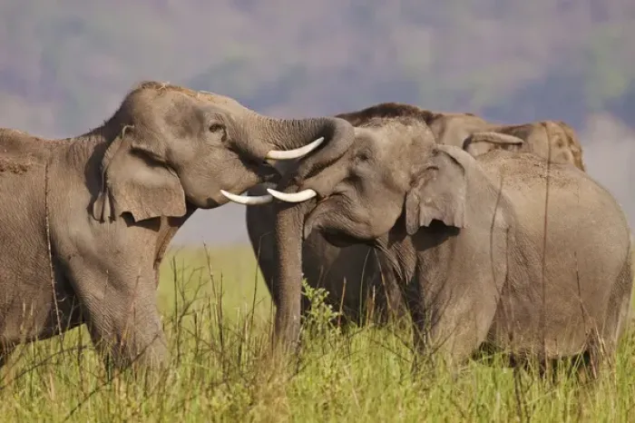 Framed Print : Indian  /  Asian Elephants sparring, , Corbett National Park, India