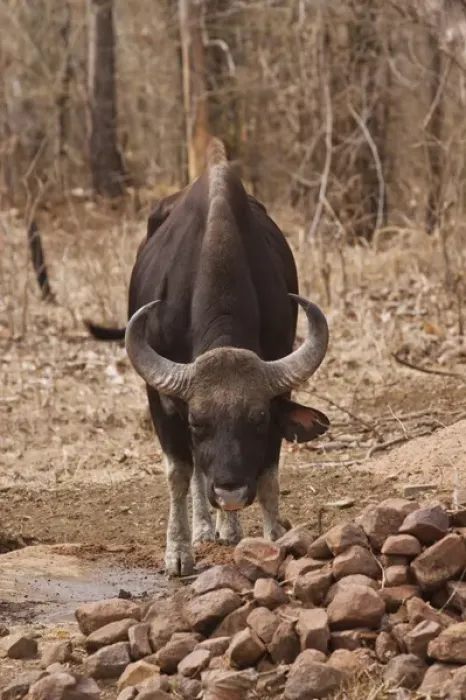 Framed Print : Indian Bison near waterhole, Tadoba Andheri Tiger Reserve (TATR), Maharashtra