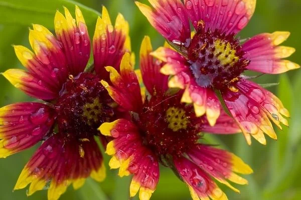 Indian Blanket Flower, Gaillardia pulchella, Wildflowers, Hill Country, Brenham, Texas