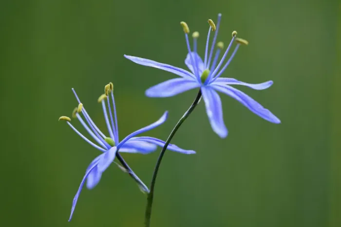 Framed Print : Indian Camas, Tuolumne Meadows, Yosemite National Park, California Framed Print : Indian Camas, Tuolumne Meadows, Yosemite National Park, California