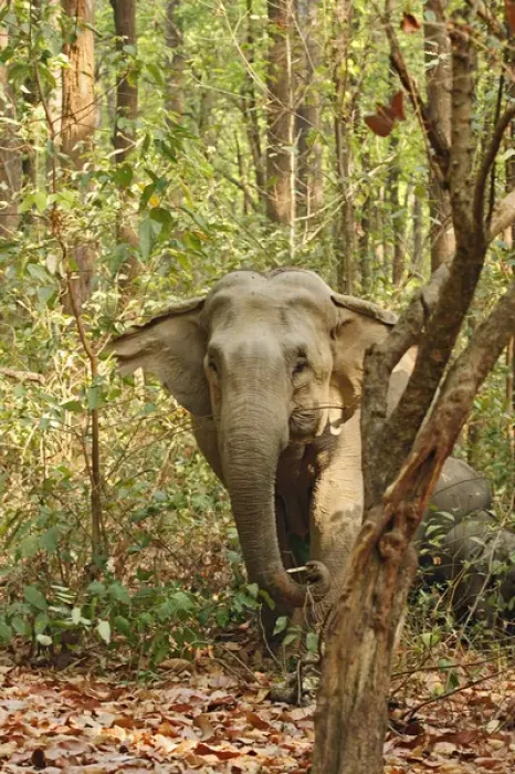 Framed Print : Indian Elephant coming out of Sal forest, Corbett National Park, India