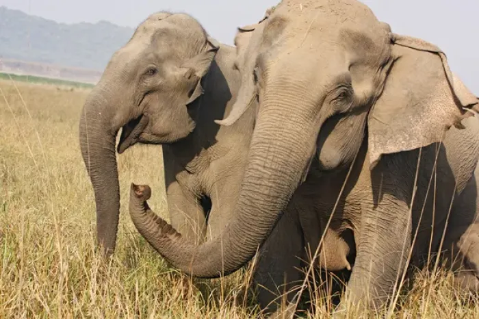 Framed Print : Indian Elephant expressing solidarity, Corbett National Park, India