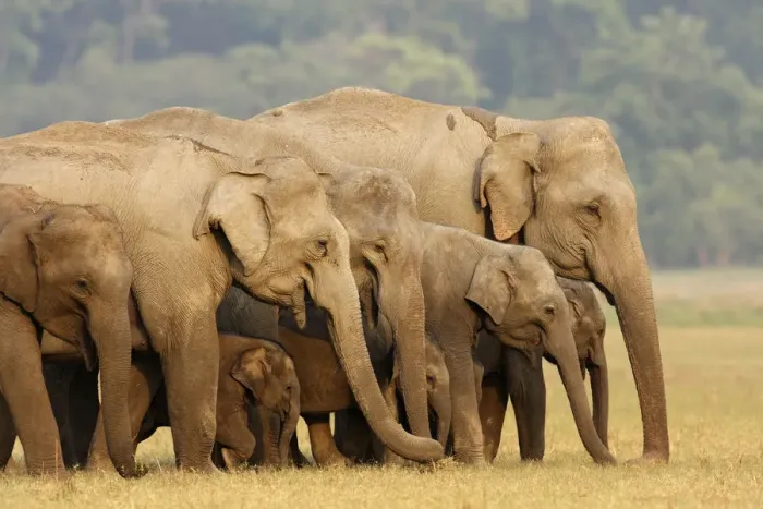 Framed Print : Indian Elephant herd in the grassland, Corbett National Park, India