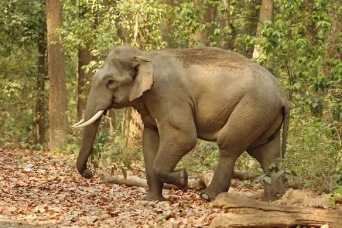 Framed Print : Indian Elephant (Tusker) coming out of Sal forest, Corbett National Park, India Framed Print : Indian Elephant (Tusker) coming out of Sal forest, Corbett National Park, India