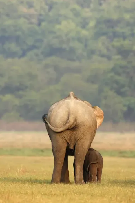 Framed Print : Indian Elephant & young, Corbett National Park, India