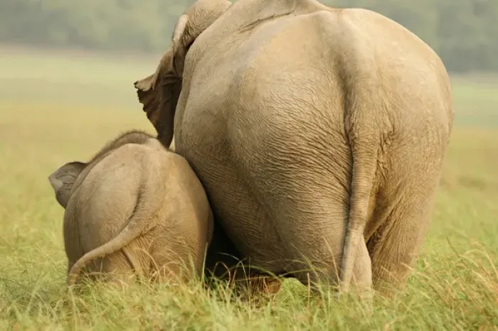 Framed Print : Indian Elephant and young, Corbett National Park, India Framed Print : Indian Elephant and young, Corbett National Park, India