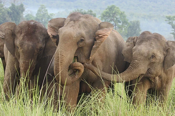 Indian Elephants feeding, Corbett National Park, India