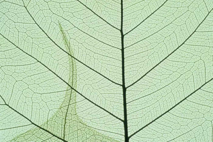 Framed Print : Indian Fig, (Ficus religiosa), or Peepal, close-up leaf detail, popular medicinal Framed Print : Indian Fig, (Ficus religiosa), or Peepal, close-up leaf detail, popular medicinal