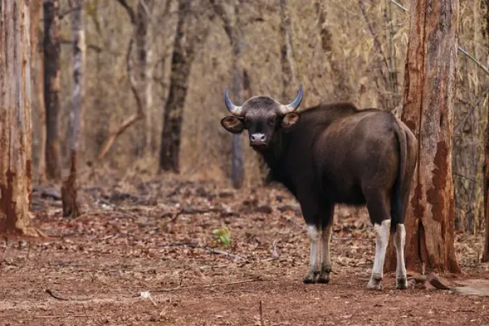 Framed Print : Indian Gaur, Tadoba Andheri Tiger Reserve, India