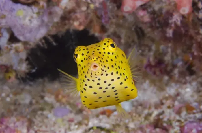 Framed Print : Indian Ocean, Indonesia, Komodo National Park. Close-up of a juvenile boxfish. Credit as: Jones & Shimlock / Jaynes Gallery / DanitaDelimont. com Framed Print : Indian Ocean, Indonesia, Komodo National Park. Close-up of a juvenile boxfish. Credit as: Jones & Shimlock / Jaynes Gallery / DanitaDelimont. com