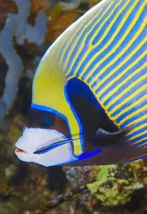 Framed Print : Indian Ocean, Indonesia, Komodo National Park. Adult angelfish being cleaned by small fish Framed Print : Indian Ocean, Indonesia, Komodo National Park. Adult angelfish being cleaned by small fish