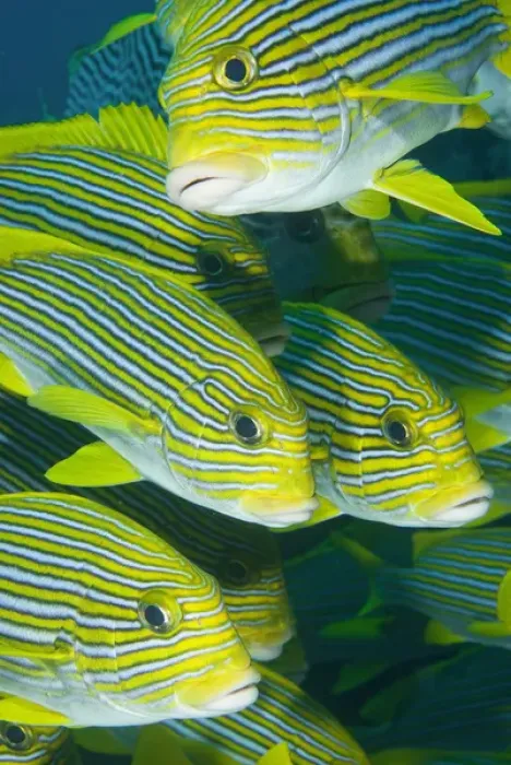 Framed Print : Indian Ocean, Indonesia, Komodo National Park. School of ribbon sweetlips fish. Credit as Framed Print : Indian Ocean, Indonesia, Komodo National Park. School of ribbon sweetlips fish. Credit as