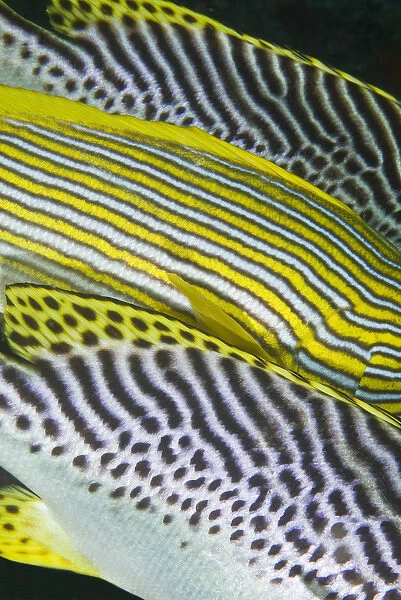 Indian Ocean, Indonesia, Komodo National Park. Close-up of banding on sweetlips fish