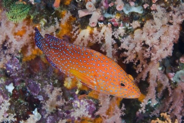 Indian Ocean, Indonesia, Komodo National Park. A coral trout swims among reef