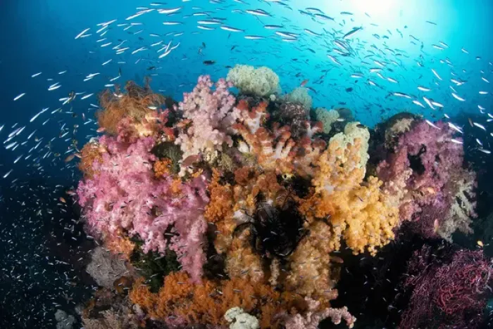 Framed Print : Indian Ocean, Indonesia, Papua, Raja Ampat. Colorful reef panorama with soft corals Framed Print : Indian Ocean, Indonesia, Papua, Raja Ampat. Colorful reef panorama with soft corals